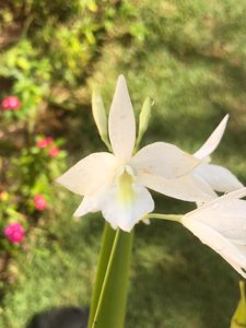 Laelidolaelia Alpha Dove