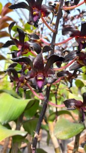 Dendrobium Black Mamba
