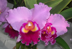 <i>Cattleya</i> Sazanami
