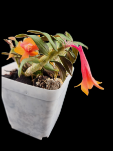 Dendrobium Illusion