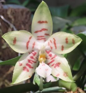 Phalaenopsis Gelblieber