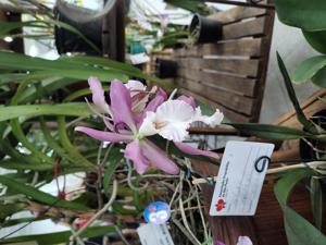 Catyclia Agatha Maxima