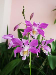 Caulophila Buccoo Reef
