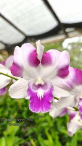 Dendrobium King Dragon