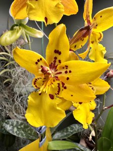 Oncidium Tiger Crow