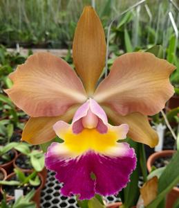 Rhyncholaeliocattleya Oscar Zuniga