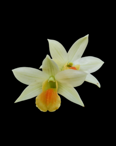 Dendrobium Frosty Dawn