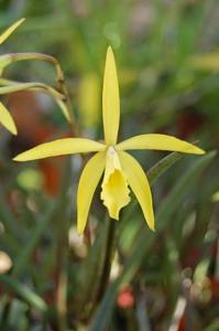 <i>Brassocattleya</i> Lucerito Porá FCA