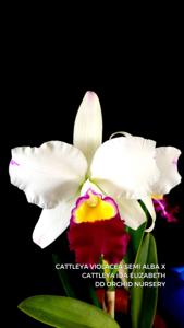 <i>Cattleya</i> Little Island