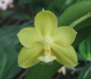 Phalaenopsis Ho's Sweet Muscats