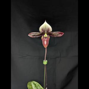 Paphiopedilum Petula's Spring