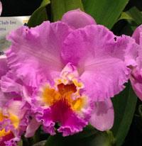 Rhyncholaeliocattleya Memoria Isabel Keenan