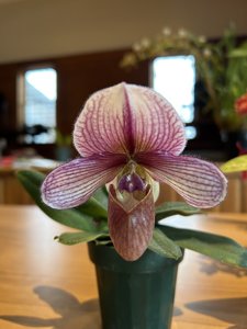 Paphiopedilum Whyte Thorne Savoir