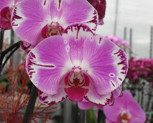 <i>Phalaenopsis</i> Yu Pin Fairlady