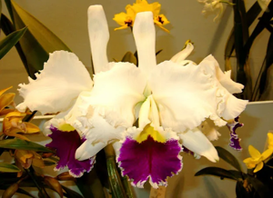 Cattleya Twice Vain