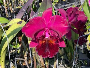 Rhyncholaeliocattleya Shinfong Jumbo