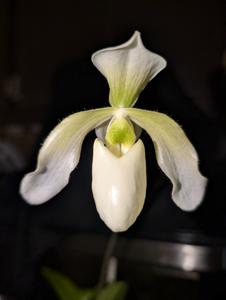 <i>Paphiopedilum</i> Henrietta's Charm