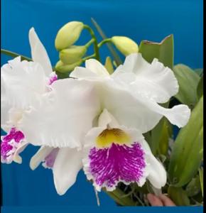Cattleya Enid (1898)