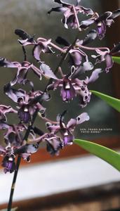 <i>Dendrobium</i> Frans Kaisiepo