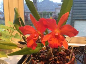 Rhyncattleanthe Waianae Jubilee