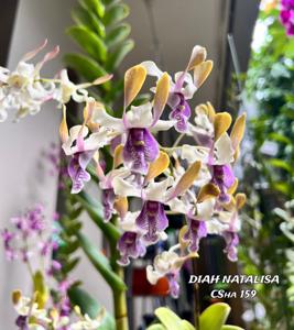 Dendrobium Diah Natalisa