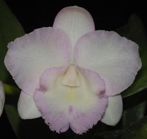 <i>Rhyncholaeliocattleya</i> Lakehaven Rose