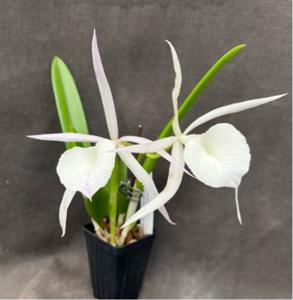 Brassocattleya South Miami