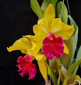 Rhyncholaeliocattleya Alma Kee