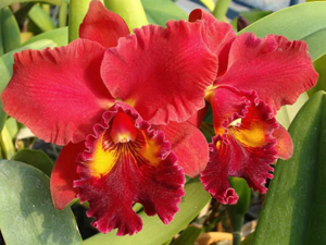 Rhyncholaeliocattleya Brahma Emperor