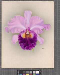 <i>Rhyncholaeliocattleya</i> A. Merry
