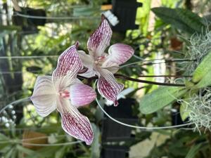 <i>Paphiopedilum</i> Éclair Blanc
