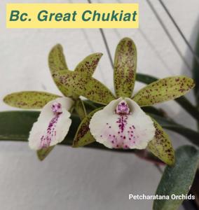 Brassocattleya Great Chukiat