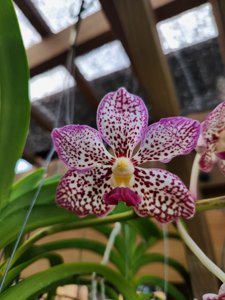 <i>Vanda</i> Santa Barbara Fizz