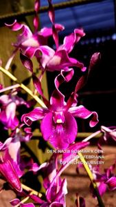 Dendrobium Baturraden Beauty