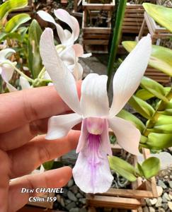 Dendrobium Chanel