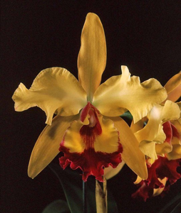 <i>Rhyncholaeliocattleya</i> Golden Feather