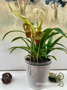 Phragmipedium Mini Grande