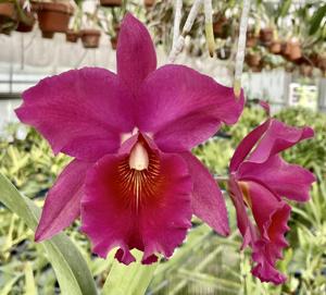 Rhyncholaeliocattleya Melania Trump