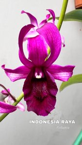 Dendrobium Indonesia Raya
