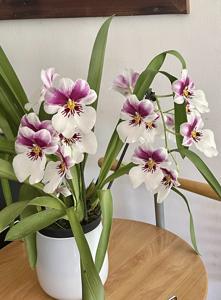 Miltoniopsis Princess Diana