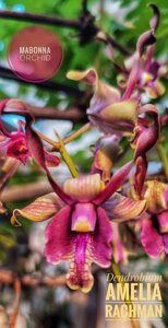 <i>Dendrobium</i> Amelia Rachman