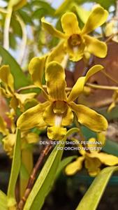 Dendrobium Restu Shidik Permana