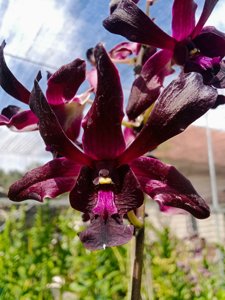 <i>Dendrobium</i> Dharmawangsa