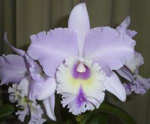 <i>Rhyncholaeliocattleya</i> Coronet Bay