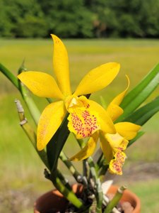 Rhynchobrassoleya Pauwela Spots