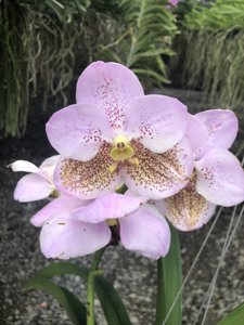 <i>Vanda</i> Boonserm Beauty