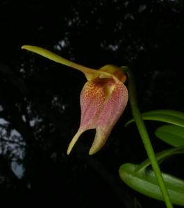 <i>Masdevallia</i> Anabel Rodriguez
