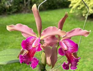 Cattleya Princesse Clémentine