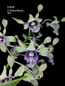 Dendrobium Edfrans Charming