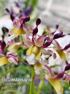 Dendrobium Marhaeni